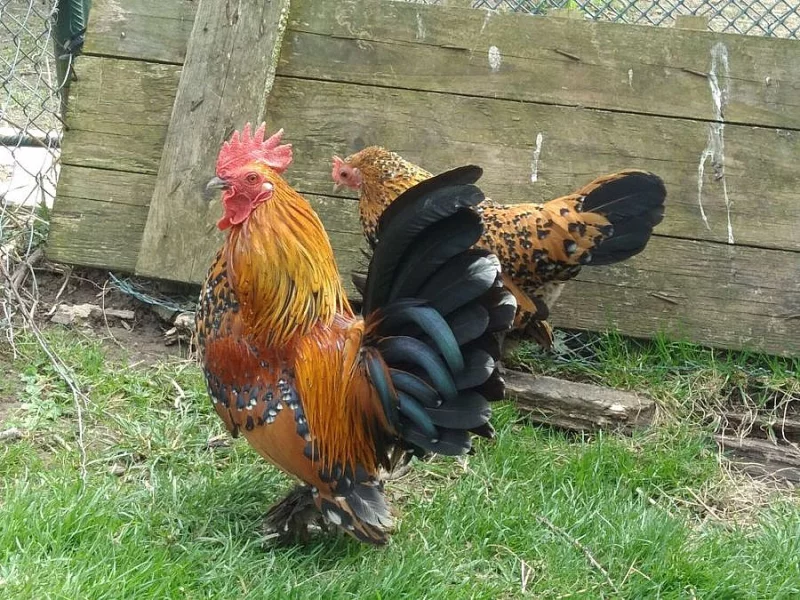 Zakrslá rousná slepice